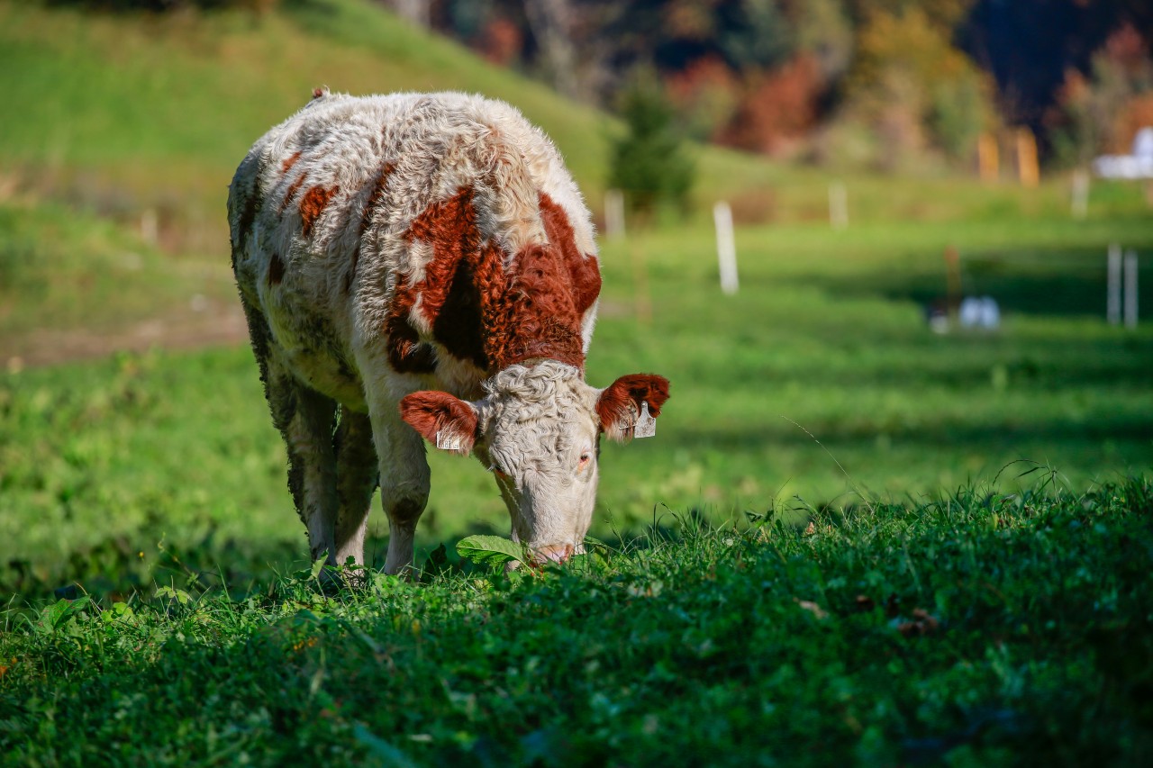 AGBIO & Animal Health
