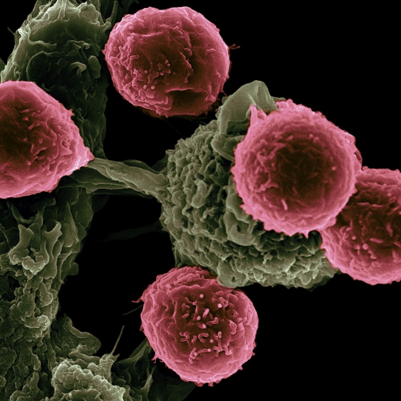 Drug Discovery
